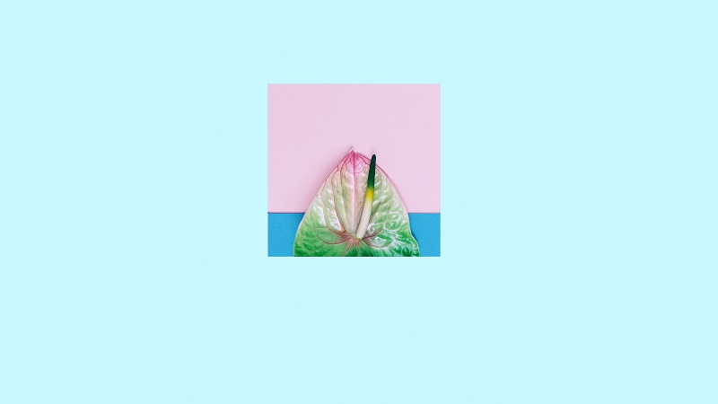 calla-flower-pastel-colors calla-flower-pastel-colors