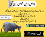 Buffalo Urdu Post 4.png